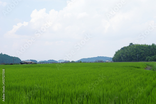 Japan, rural countryside in mid-summer, with large amounts of green growing rice plants in the vicinity. 