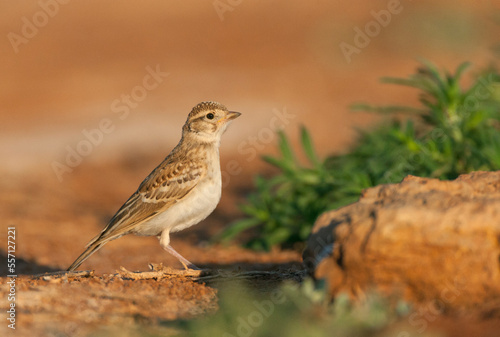 Kortteenleeuwerik, Short-toed Lark, Calandrella brachydactyla brachydactyla photo