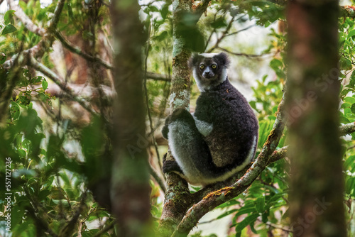 Photography Indri - Indri indri, rain forest Madagascar east coast, Cute primate, Madagascar endemite