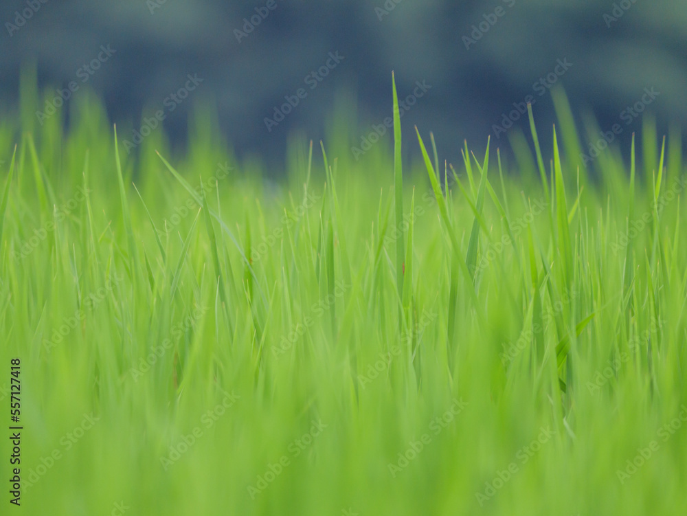 Midsummer rural rice paddies in Japan, beautiful green growing rice plants swaying in the wind. Midsummer rural rice paddies in Japan, beautiful green growing rice plants swaying in the wind.