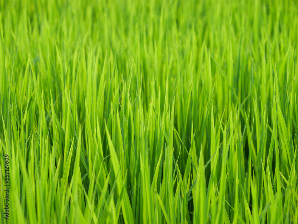 Midsummer rural rice paddies in Japan, beautiful green growing rice plants swaying in the wind. Midsummer rural rice paddies in Japan, beautiful green growing rice plants swaying in the wind.