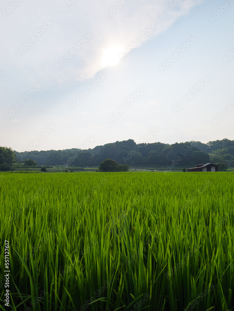 Japan, rural countryside in mid-summer, with large amounts of green growing rice plants in the vicinity.
Japan, rural countryside in mid-summer, with large amounts of green growing rice plants in the vicinity.