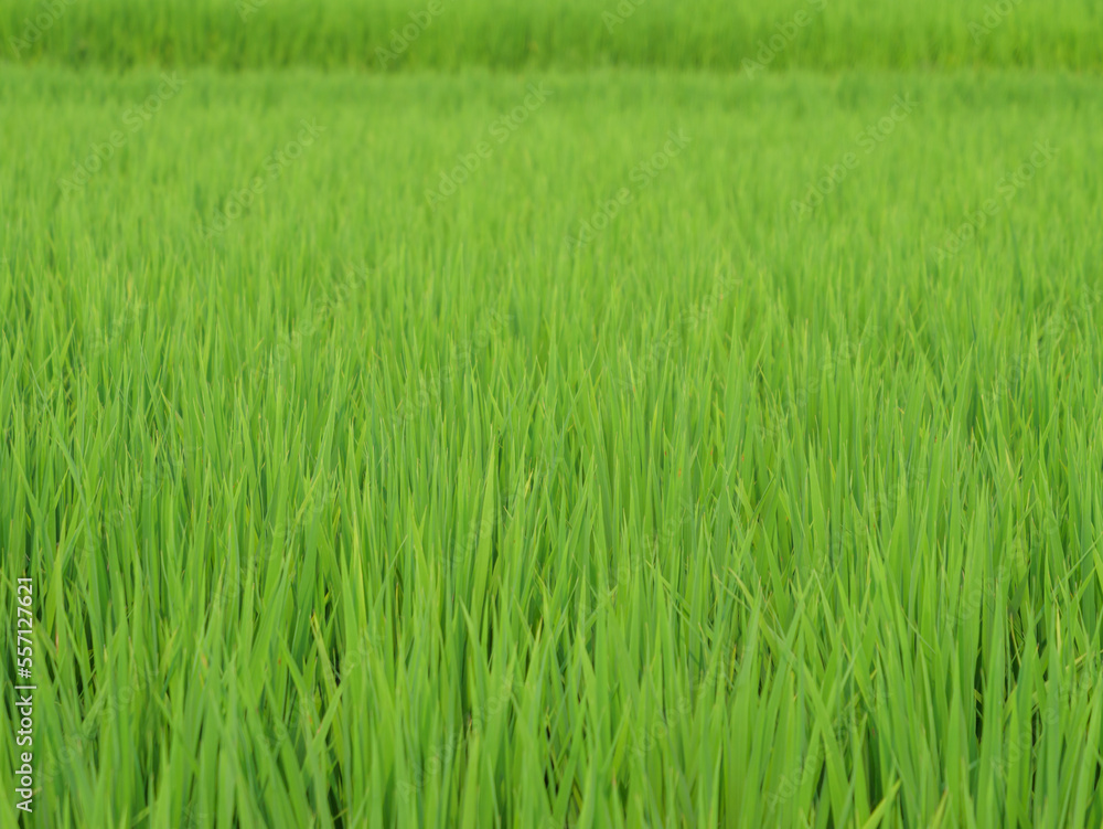 Japan, rural countryside in mid-summer, with large amounts of green growing rice plants in the vicinity.	
