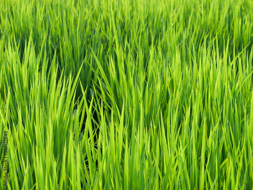 Midsummer rural rice paddies in Japan, beautiful green growing rice plants swaying in the wind. Midsummer rural rice paddies in Japan, beautiful green growing rice plants swaying in the wind.