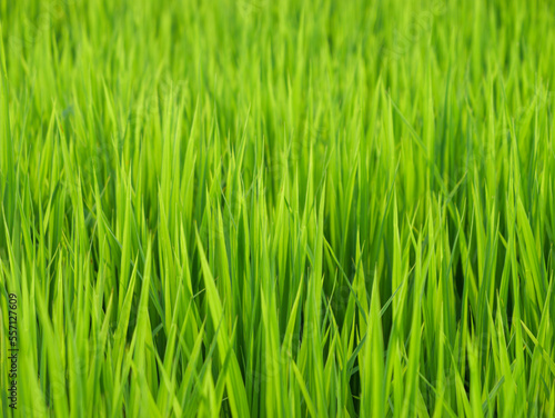 Midsummer rural rice paddies in Japan, beautiful green growing rice plants swaying in the wind. 
