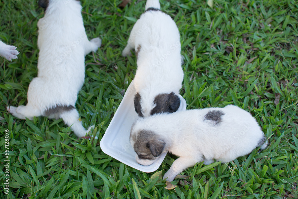 Feeding thai puppy on green grass Feeding thai puppy on green grass