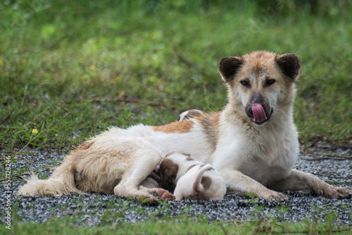 Thai dog feeding puppies