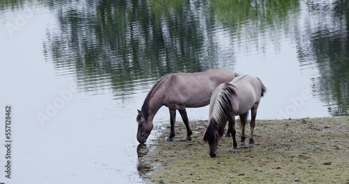 Konik horse drinking water photo