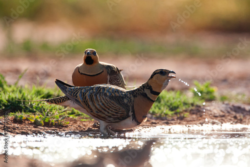 Witbuikzandhoen, Pin-tailed Sandgrouse, Pterocles alchata photo