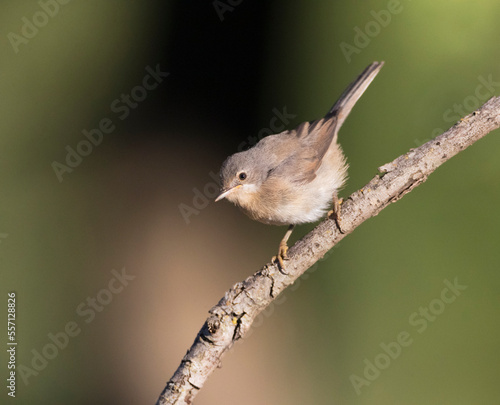 Westelijke Baardgrasmus, Western Subalpine Warbler, Sylvia inornata photo