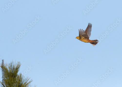 Yellowhammer, Emberiza citrinella