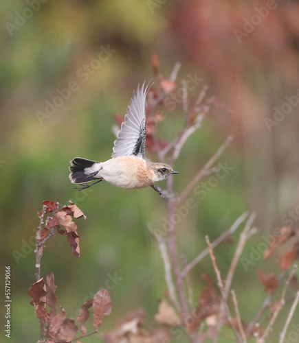 Siberian Stonechat, Saxicola maurus photo