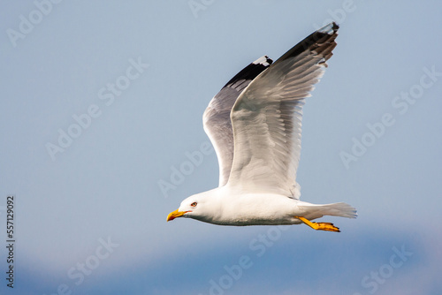 Photos Yellow-legged Gull, Larus michahellis michahellis