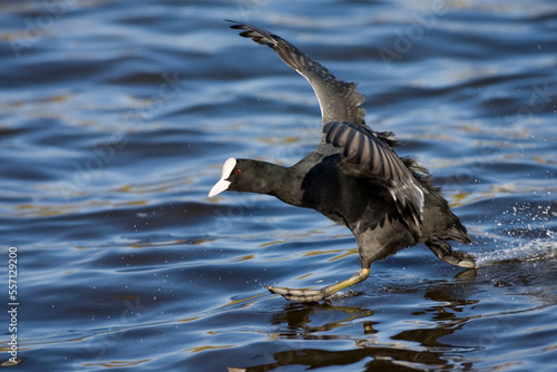 Eurasian Coot, Meerkoet, Fulica atra photo