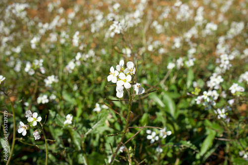 Wild white flower in field at spring. Variety: Diplotaxis erucoides