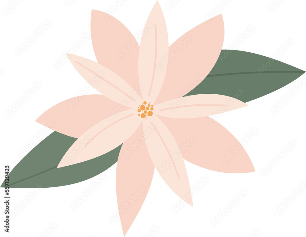 Christmas flower Christmas flower
