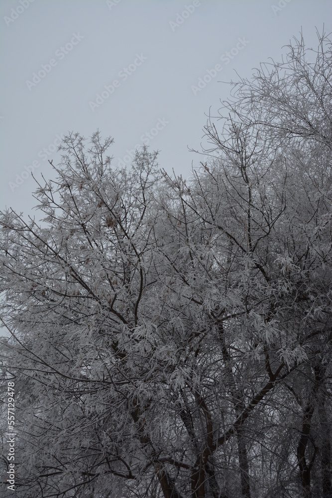 trees in winter trees in winter