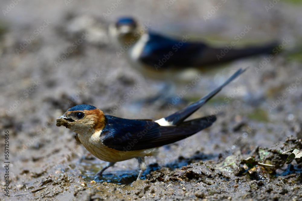 Red-rumped Swallow (Cecropis daurica) collecting nesting material at a mud puddle // Rötelschwalbe (Cecropis daurica) sammelt Nistmaterial an einer Schlammpfütze Red-rumped Swallow (Cecropis daurica) collecting nesting material at a mud puddle // Rötelschwalbe (Cecropis daurica) sammelt Nistmaterial an einer Schlammpfütze