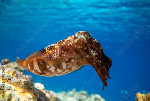 Cuttlefish on a coral reef in Philippines