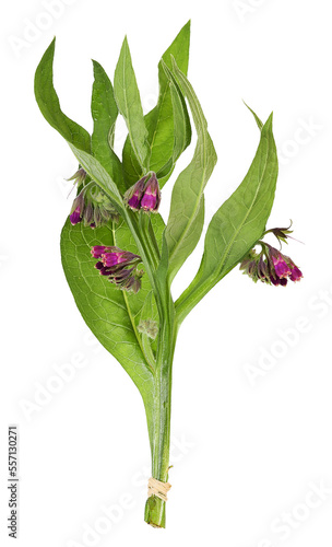 Medicinal plant comfrey with flowers, transparent background
