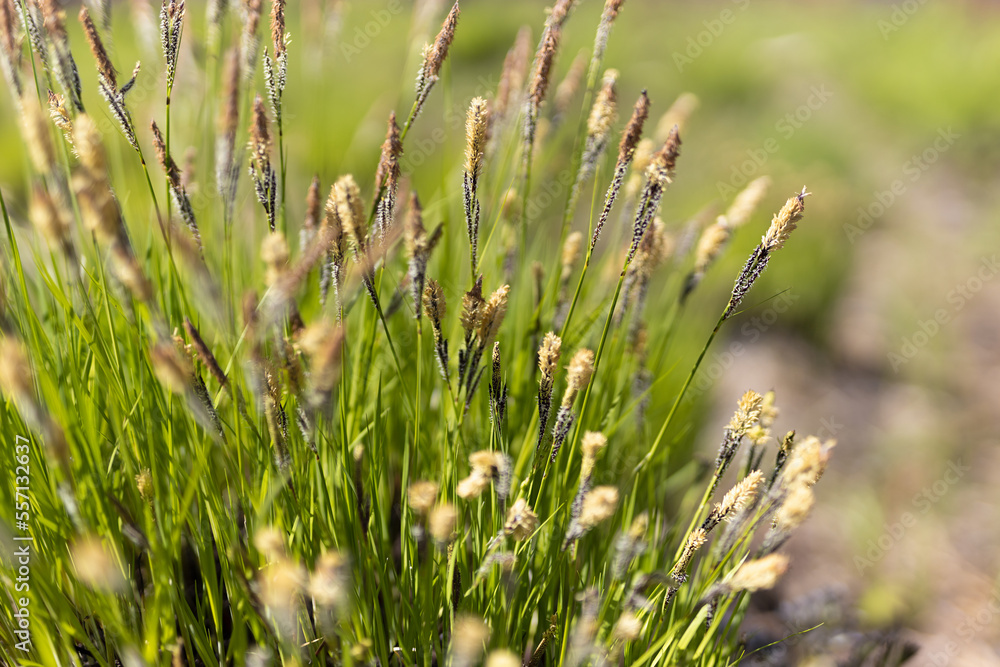 Lush saturated green spring grass in sunny day, closeup, blur, macro. Vibrant natural springtime grass background.