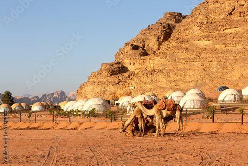 Jordan, camels caravan rests in majestic Wadi Rum desert, Valley of the Moon. Landscape with sandstone mountain rock © Nataliya
