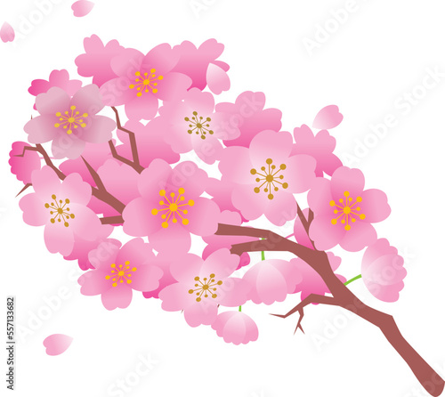 桜　春　花びら　背景
