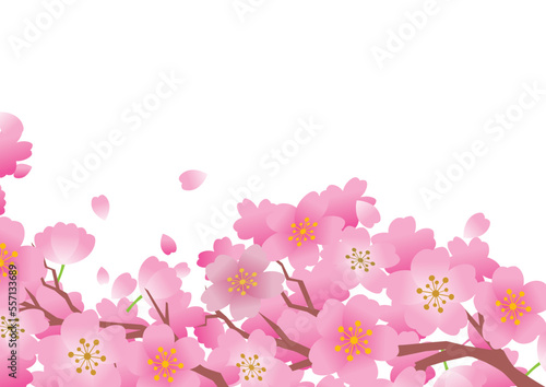 桜　春　花びら　背景