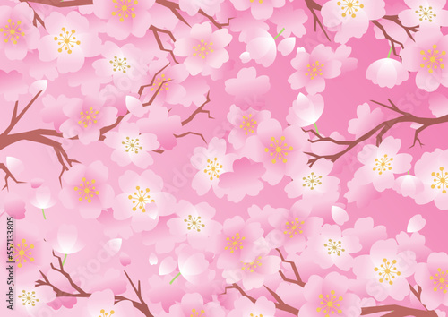 桜　春　花びら　背景