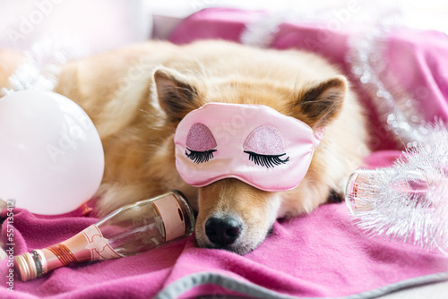 Hund mit Schlafmaske am Tag nach Silvester / Neujahr photo