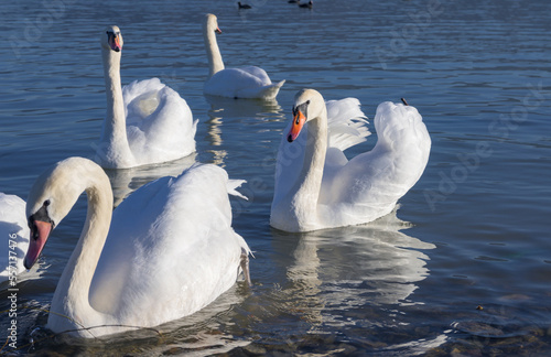 Group of swans on the water. Graceful swans float on the water