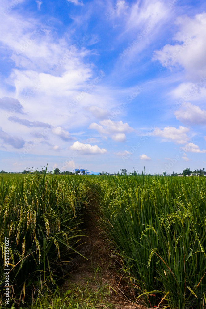 the view of the countryside with rice fields that are starting to turn yellow under a beautiful blue sky the view of the countryside with rice fields that are starting to turn yellow under a beautiful blue sky