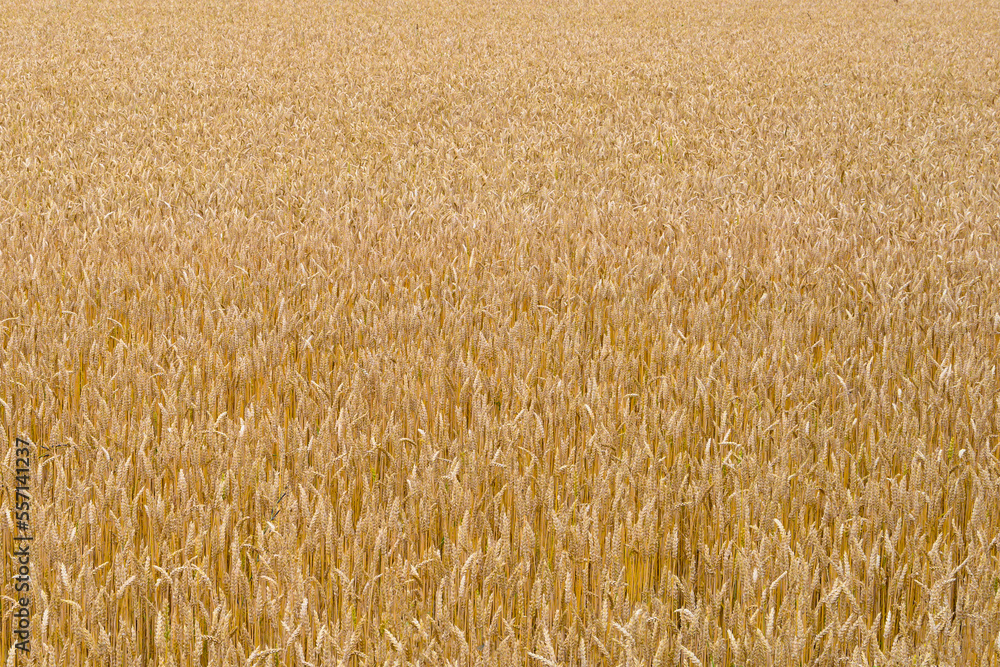 golden wheat field ready for harvest in the Italian countryside golden wheat field ready for harvest in the Italian countryside