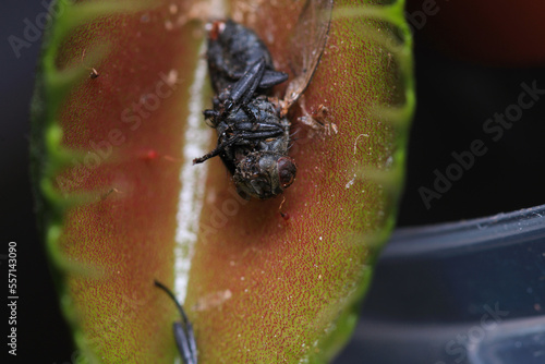 Dionaea muscipula fly trap plant © Recep