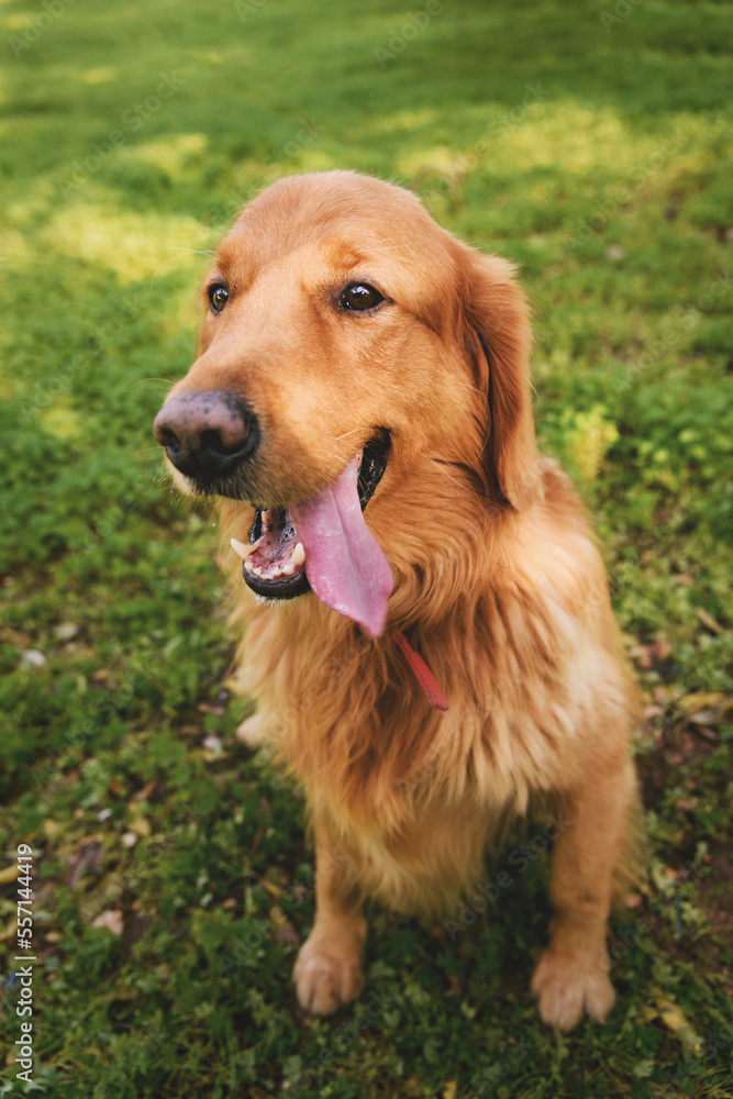 Portrait of a male Golden retriever on grass.