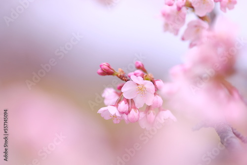 cherry blossom flower in full blooming