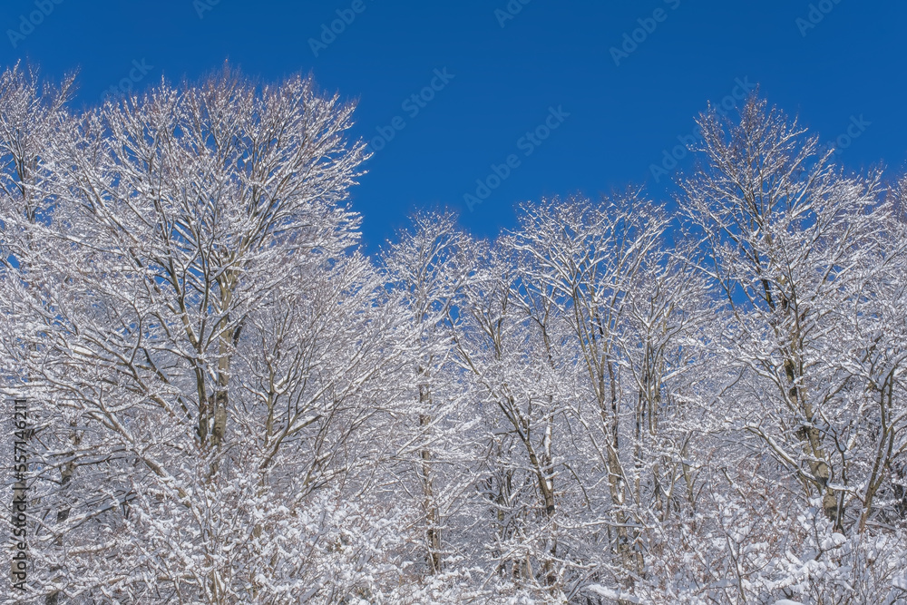 Incredible winter landscape with snowcapped trees under bright sunny light in frosty morning with clear blue sky. Christmas snowy background with copy space Incredible winter landscape with snowcapped trees under bright sunny light in frosty morning with clear blue sky. Christmas snowy background with copy space