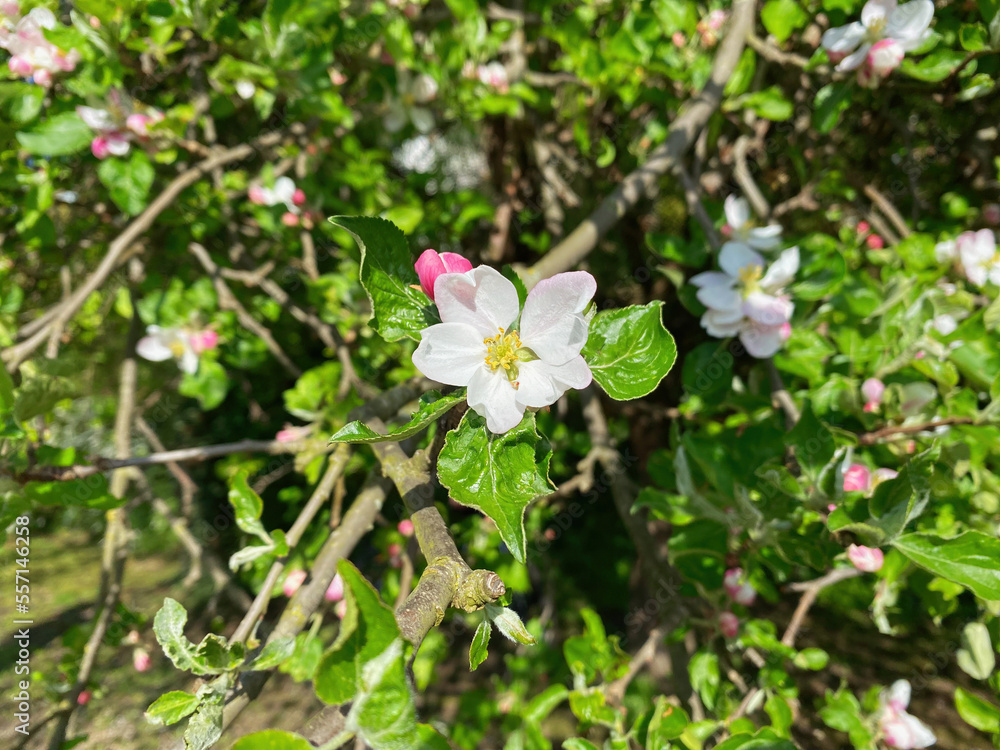 Spring Apple blossom from Top in green environment Spring Apple blossom from Top in green environment