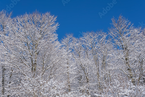 Incredible winter landscape with snowcapped trees under bright sunny light in frosty morning with clear blue sky. Christmas snowy background with copy space © Creatikon Studio