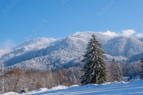 Beautiful alpine panoramic winter view of snow capped mountains, spruce trees under bright sunny light in frosty morning. Christmas nature background with copy space. Ideal for greeting cards