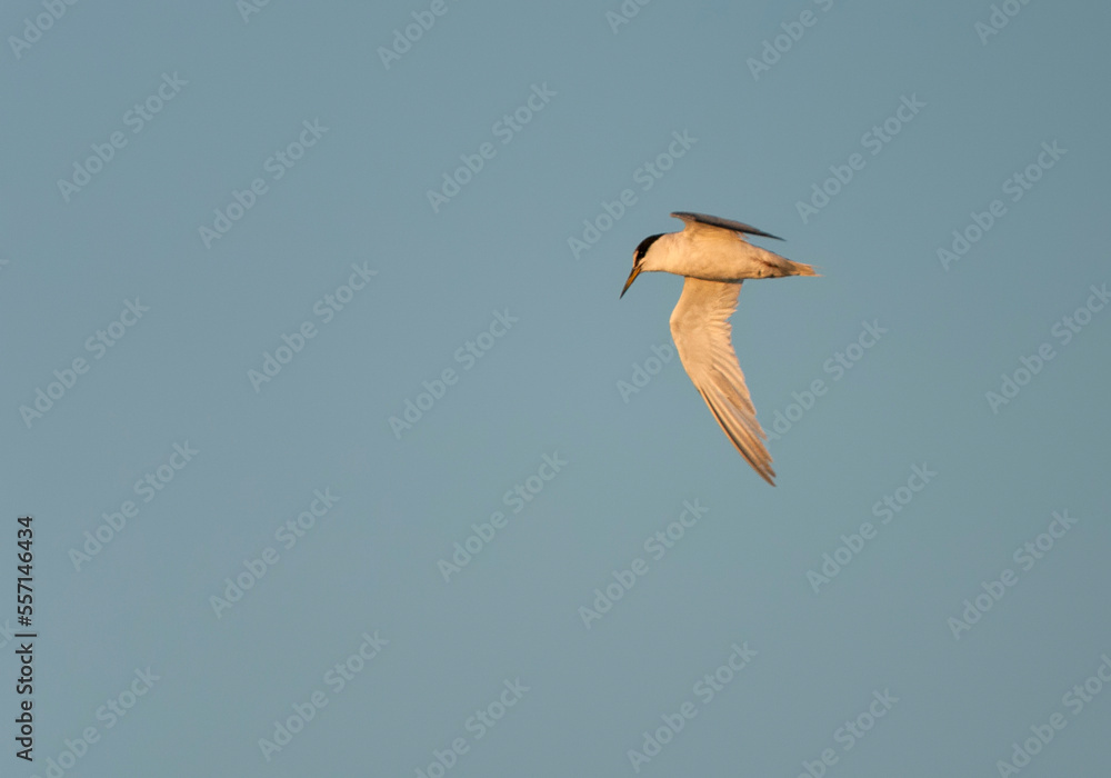 Obraz premium Little Tern, Sternula albifrons