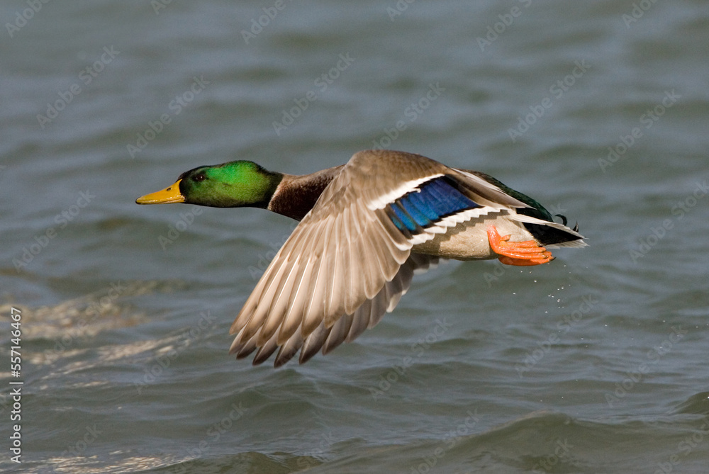 Obraz premium Mallard, Wilde Eend, Anas platyrhynchos