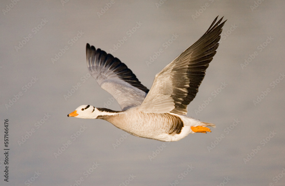 Bar-headed Goose in flight during winter in The Netherlands. Introduced or escaped. Bar-headed Goose in flight during winter in The Netherlands. Introduced or escaped.