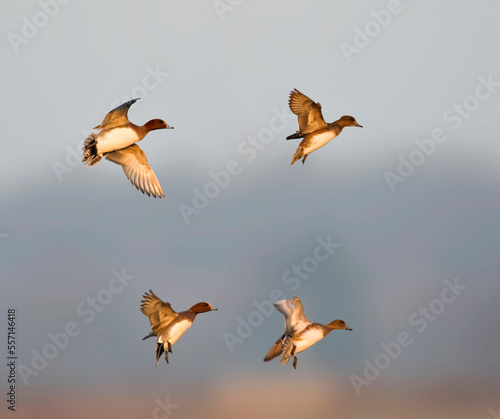 Smient, Eurasian Wigeon, Anas penelope photo