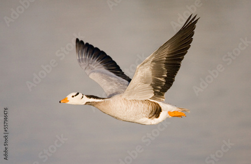 Bar-headed Goose in flight during winter in The Netherlands. Introduced or escaped.