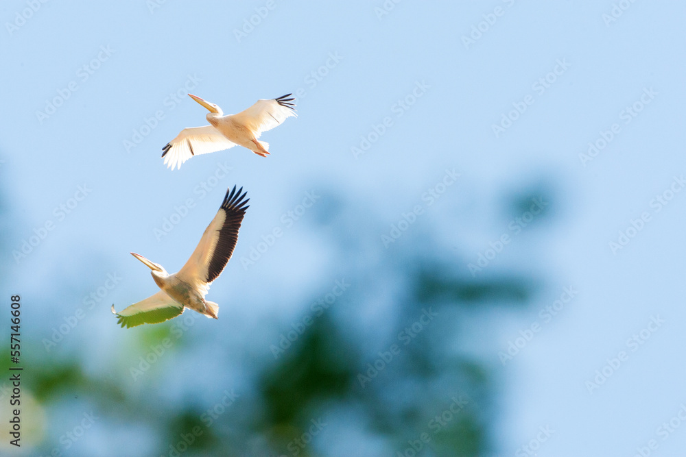 Obraz premium Great White Pelican, Pelecanus onocrotalus