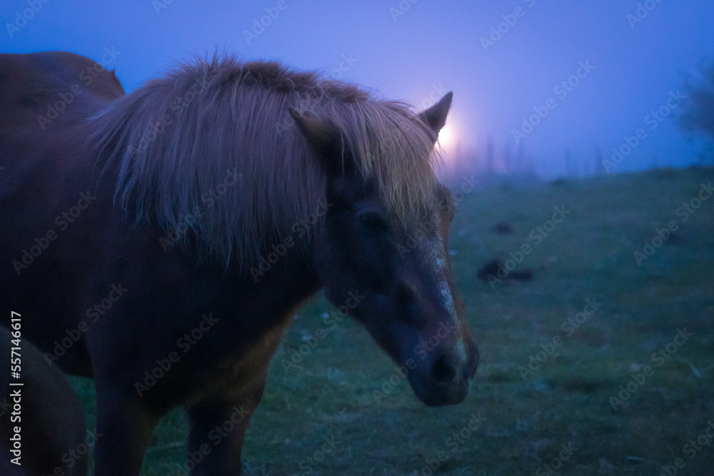 Icelandic Horses at night