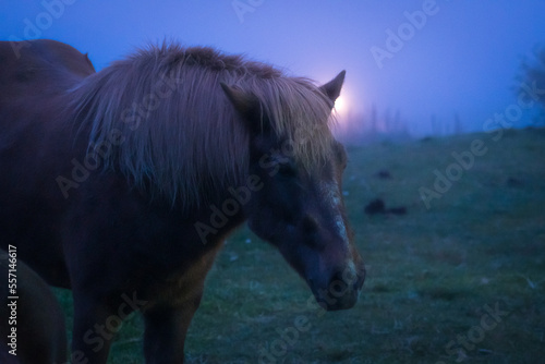 Obraz na płótnie Icelandic Horses at night w salonie