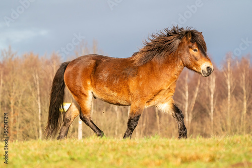 A brown wild Exmoor pony trots over a hill against a blue sky. Seen from the side with forest in the background. Low stance  action  trot  horse. Selective focus  blue  sun  soft light.