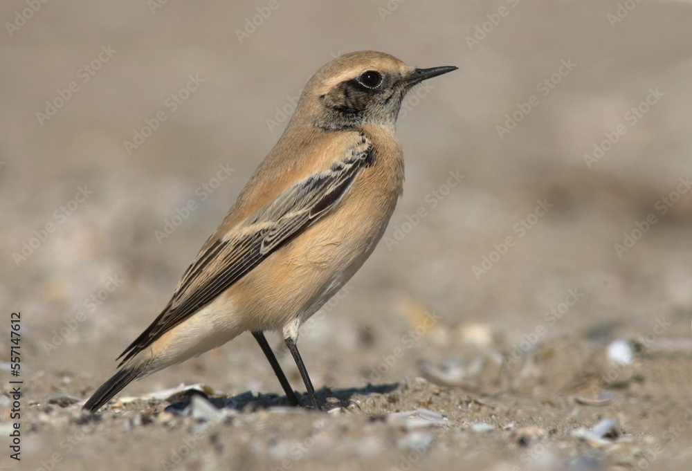 Desert Wheatear, Woestijntapuit, Oenanthe deserti Desert Wheatear, Woestijntapuit, Oenanthe deserti